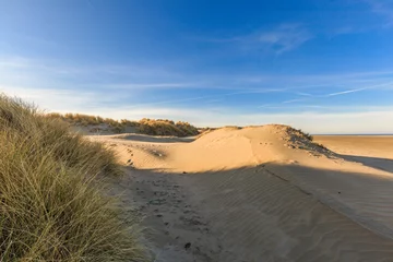 Foto auf Leinwand Young sand dunes formed by flooding at high tides and from sea with ridges in the sand and beach grass vegetation against clear blue sky and a dog in the background © photodigitaal.nl