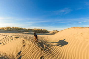 Fototapeta na wymiar German shepherd walking on young sand dunes formed by flooding at high tides and from sea with ridges in the sand and beach grass vegetation against clear blue sky and a dog in the background