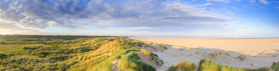 Foto auf Leinwand Panorama of young sand dunes formed by flooding at high tides and from sea with ridges in the sand and beach grass vegetation against clear blue sky and a dog in the background © photodigitaal.nl