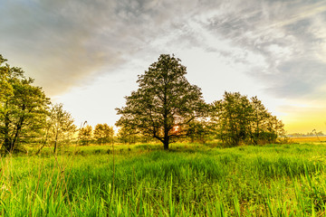 Beautiful warm sunrise in spring with sunbeams through alder tree, Alnus glutinosa, in the reedlands of nature reserve Nieuwkoopse ponds in the Dutch province of South Holland