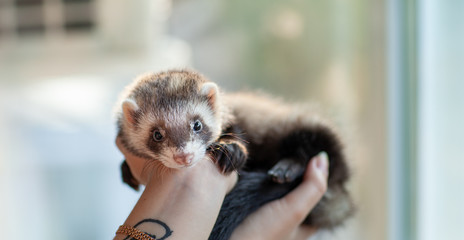 Ferret (Mustela putorius furo) in the hands of a girl