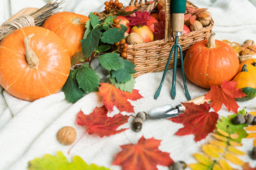 Composition of pumpkins and apples, walnuts, acorns, leaves and garden worktools