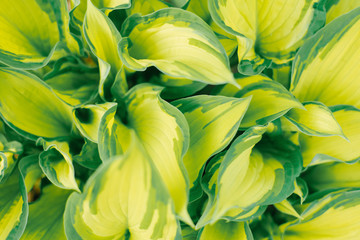 yellow lettuce green leaf hosts close-up, floral background