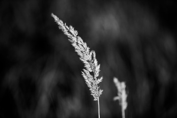 Suchy badylek na polu © andsko