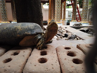Turtle​ in​ the​ ​pond
