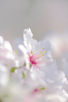Single almond blossom
