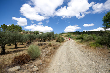 Balade entre les oliviers