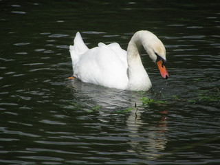 Swans swim in the lake