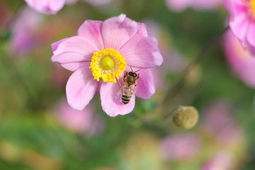 Bee on pink Anemone. 