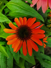 Coneflower, Echinacea angustifolia. bright  flowers of Echinacea purpurea closeup