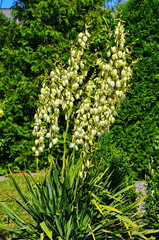 White flowers of yucca plant