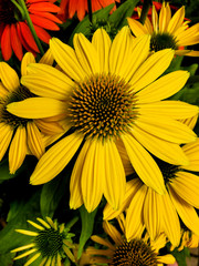 Coneflower, Echinacea angustifolia. bright  flowers of Echinacea purpurea closeup