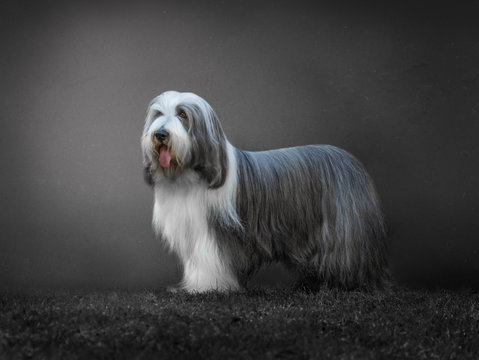 portrait of a  bearded collie dog