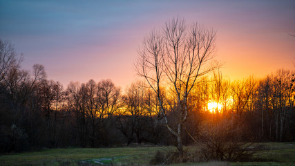 Silhouettes of deciduous trees without foliage at sunset in the evening in the forest.