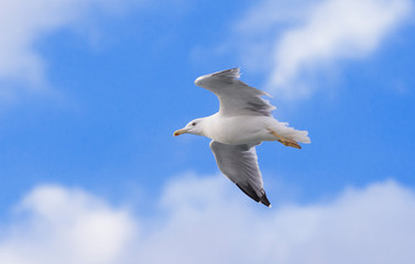 seagull flying