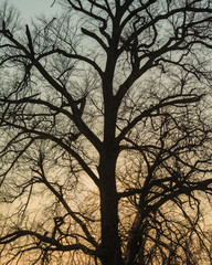 Silhouettes of deciduous trees without foliage at sunset in the evening in the field.
