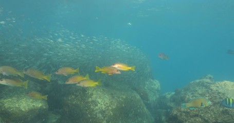 Yellow snapper (Lutjanus argentiventris), hunting sardines, reefs of Sea of Cortez, Pacific ocean. Espiritu santi island, Baja California Sur, Mexico. 