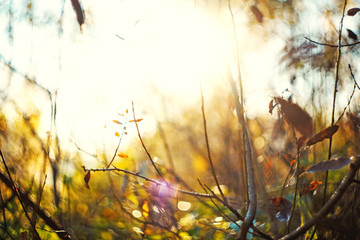 Autumn leaves with blurred trees . Fall blurry background