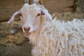 portrait of cute sheep on farm