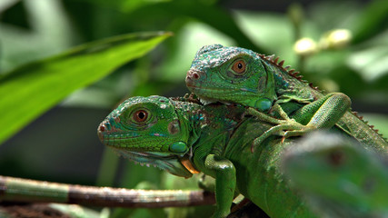 green iguana on a branch