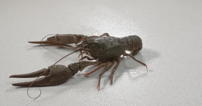 Live crayfish on white background. European crayfish Astacus astacus.