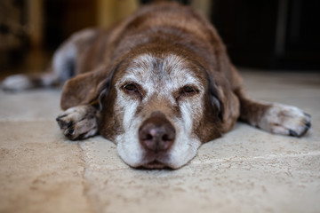 Portrait of an old dog with a white face