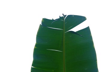 Banana leaf on white isolated background for green foliage backdrop 