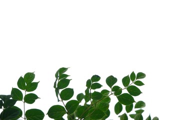 agriculture, backdrop, background, beautiful, border, botanical, botany, bouquet, branch, bright, brunch, bush, copy, day, decoration, detail, environment, flora, foliage, forest, frame, fresh, garden