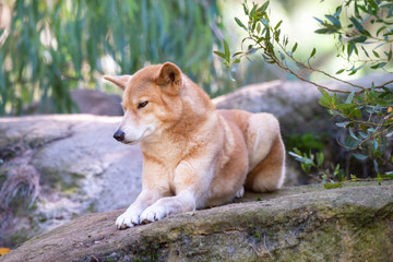 dingo in zoo