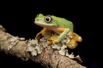 Lemur Frog on branch at night