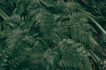 Tropical green leaf background, Dark tone theme.