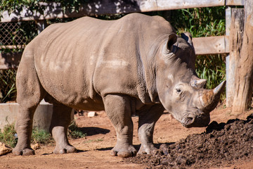 rhinoceros in zoo - 291040030