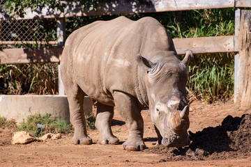 rhinoceros in zoo - 291040040
