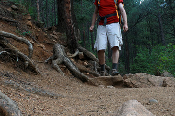 Male hiker on mountain mountain trail in pine forest in Colorado, USA