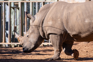 white rhinoceros in zoo - 291040083