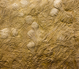 Fossils in rock