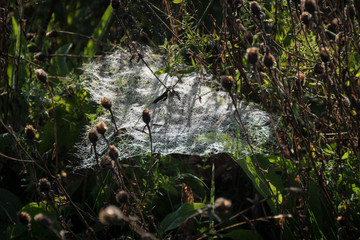Spiders Cobweb Sheet