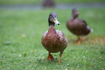Wild duck female on grass