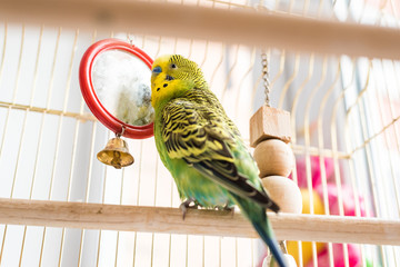 Funny budgerigar. Cute green budgie pa parrot sits in a cage and plays with mirror.