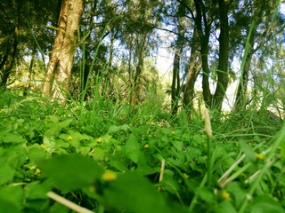 green leaves in the forest