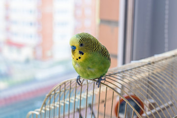 Funny budgerigar. Cute green budgie parrot sits on a finger and looking at the camera.