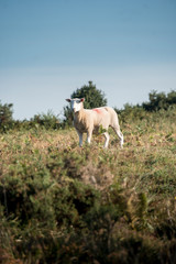 Obraz na płótnie Canvas A single sheep in the countryside