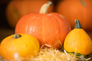 Big orange pumpkin and two smaller yellow ones on pile of straw