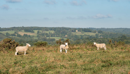 Three Sheep