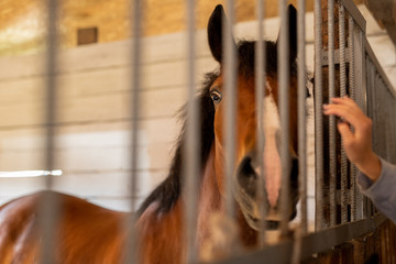 Purebred brown horse standing behind bars inside stable or barn