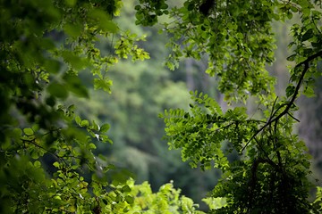 Feuillage forêt printemps vert - végétation nature arbre