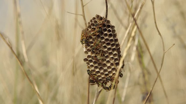 Wasp at the vespiary building in the field of dry grass close-up (4K, 25fps)