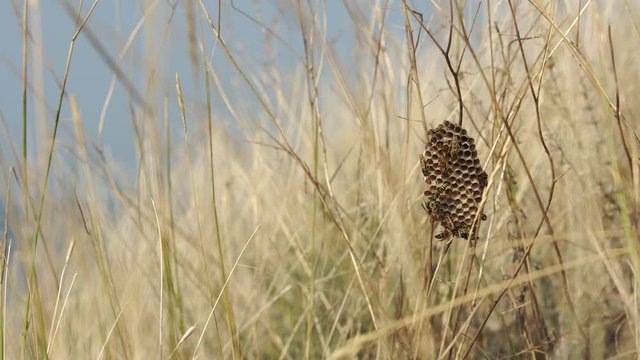 Wasp are building their vespiary in a dry field