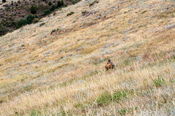 Deer in a mountain field in Denver