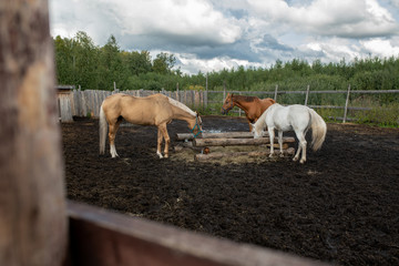 Small group of domestic horses of various colors eating in rural environment